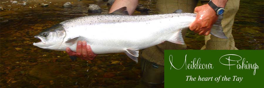 Meikleour Fishing Great Salmon Catch
